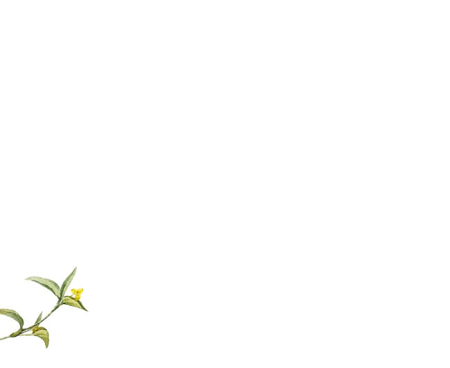 Partecipazione Cofanetto Semplice Trasparente Botanico