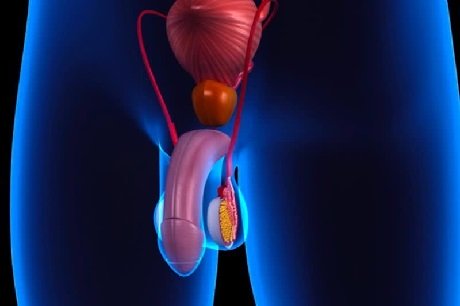 prostata