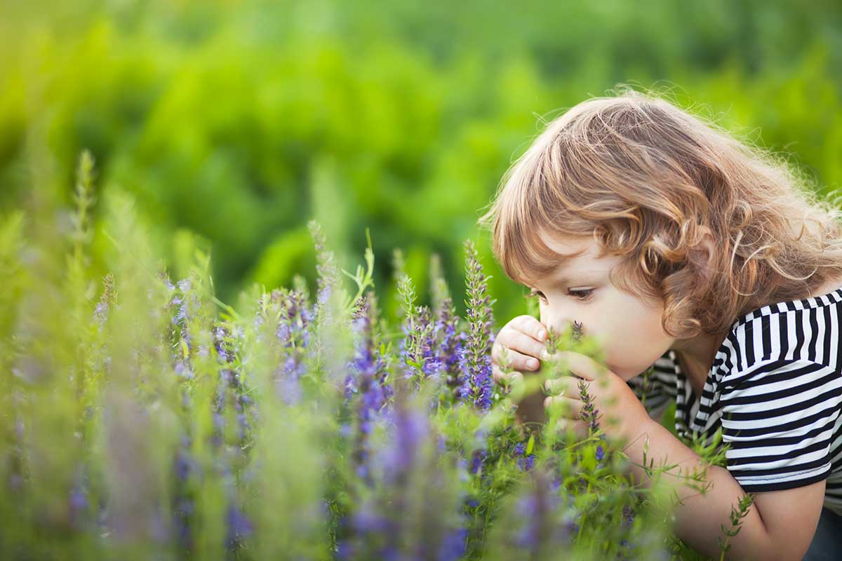 piante e rimedi naturali contro le zanzare