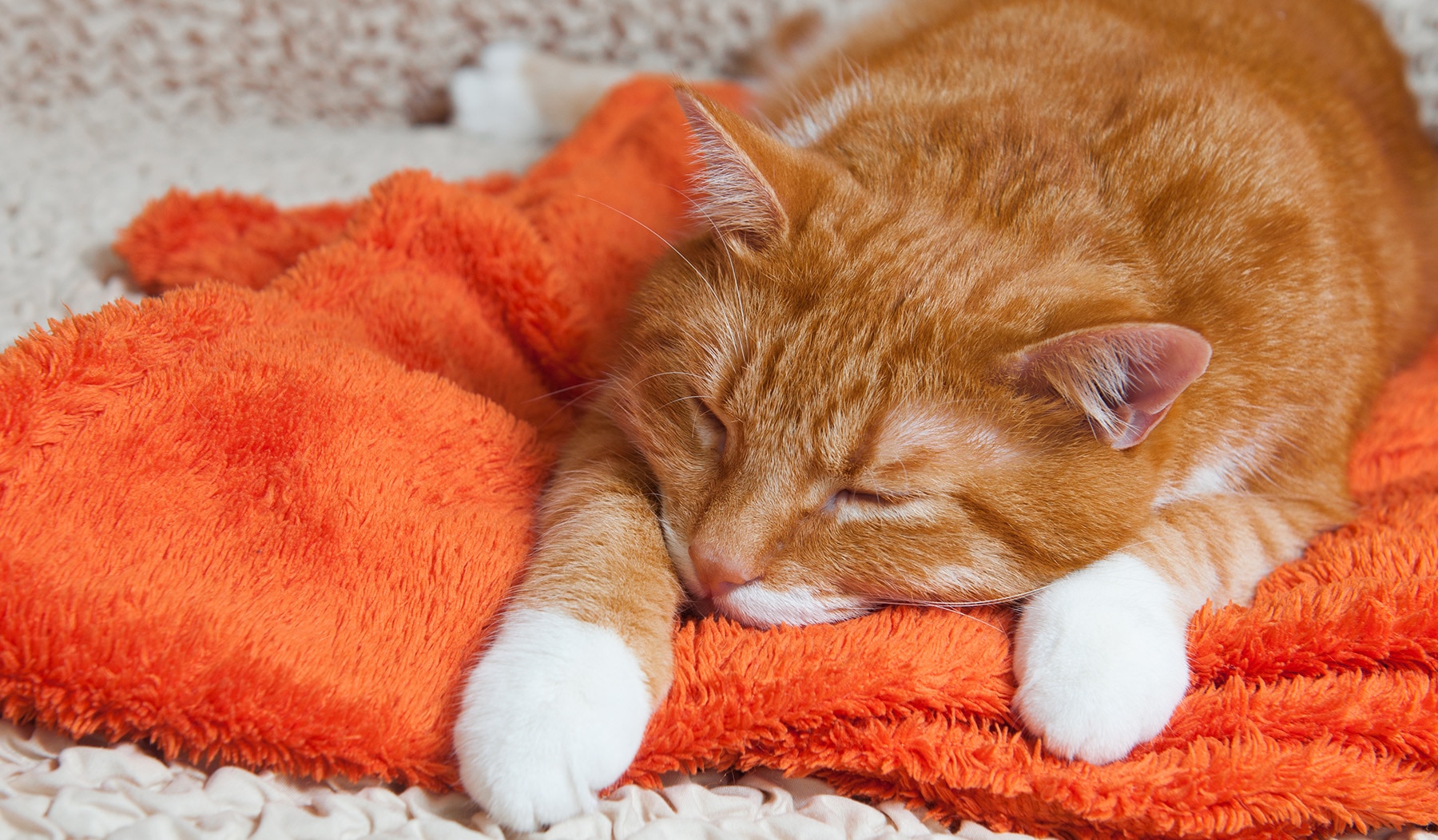Vomito gatto: quali sono le cause, i sintomi e i rimedi | Purinashop