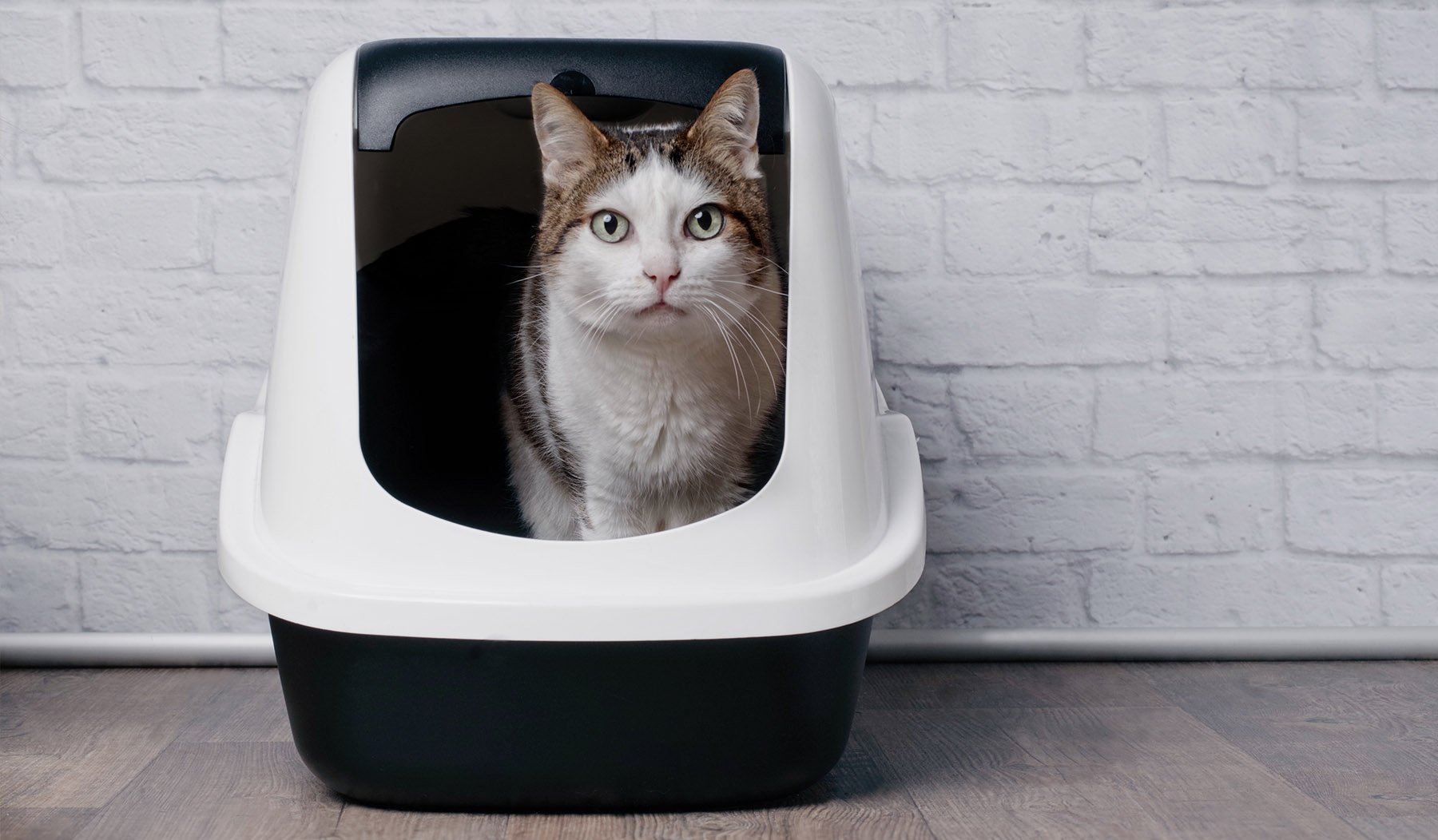 Diarrea del gatto: cause e rimedi di questo fastidio
