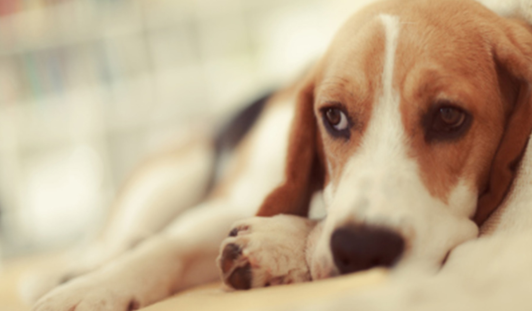 Vomito giallo del cane cause e rimedi