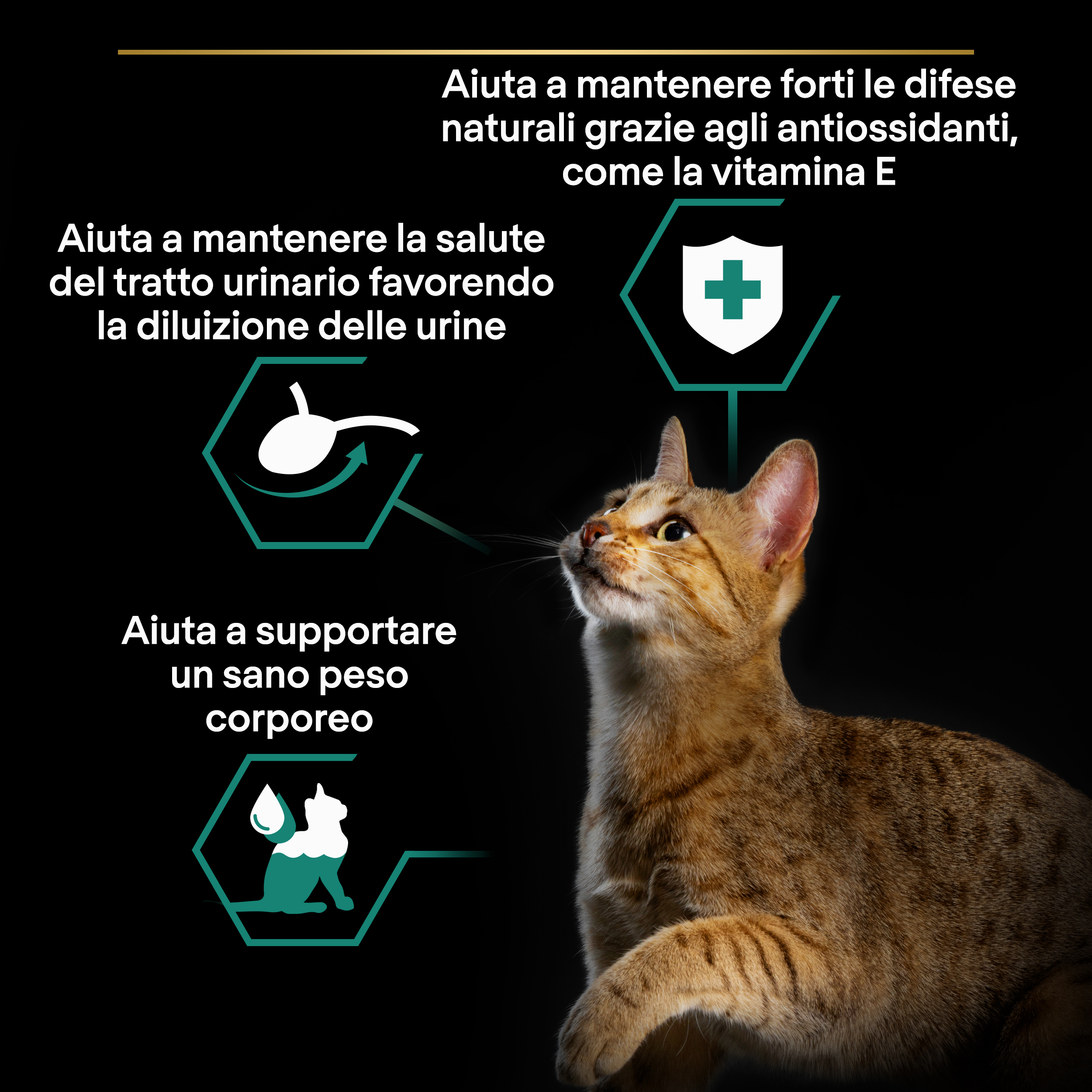 PURINA PRO PLAN WET CAT STERILISED teneri pezzetti in gelatina con Tacchino
