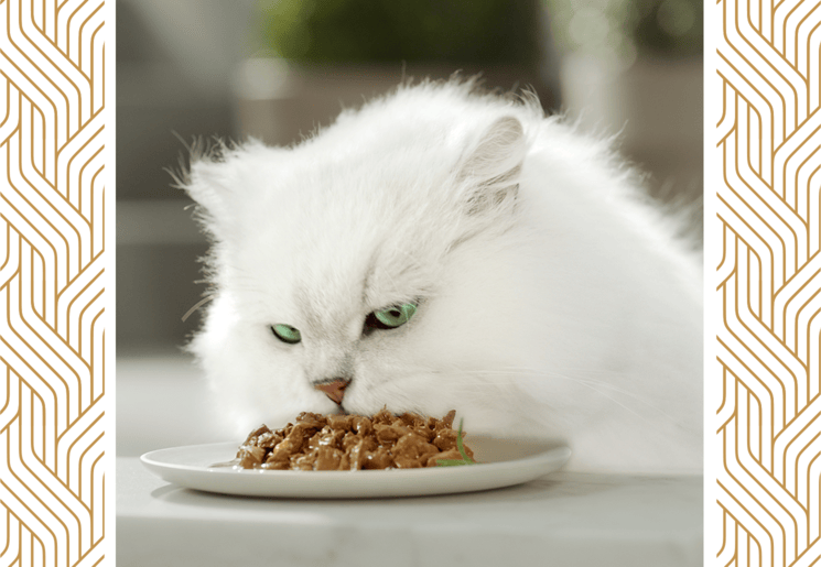 Gatto bianco che mangia