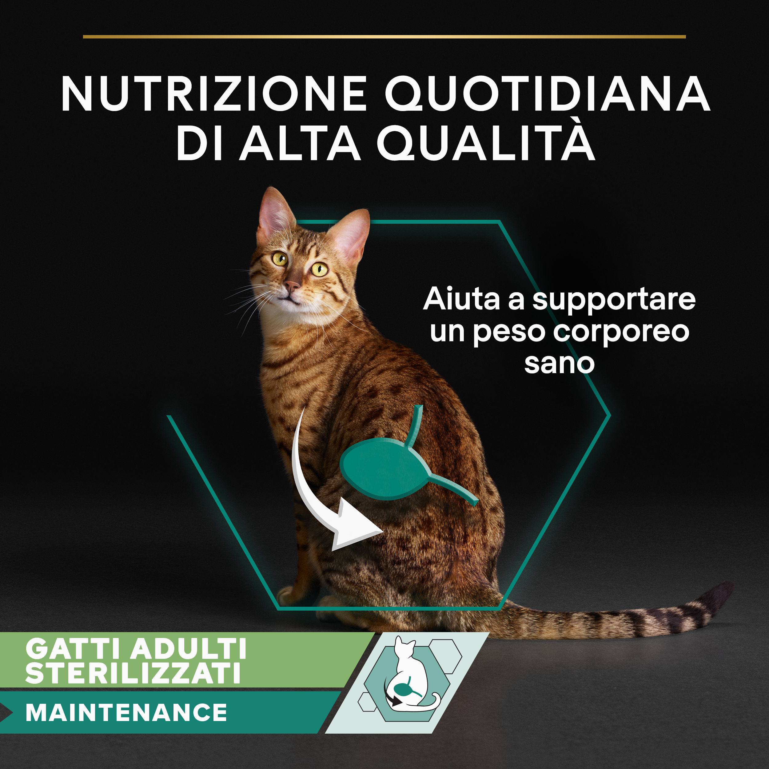 PURINA PRO PLAN WET CAT STERILISED teneri pezzetti in gelatina con Tacchino