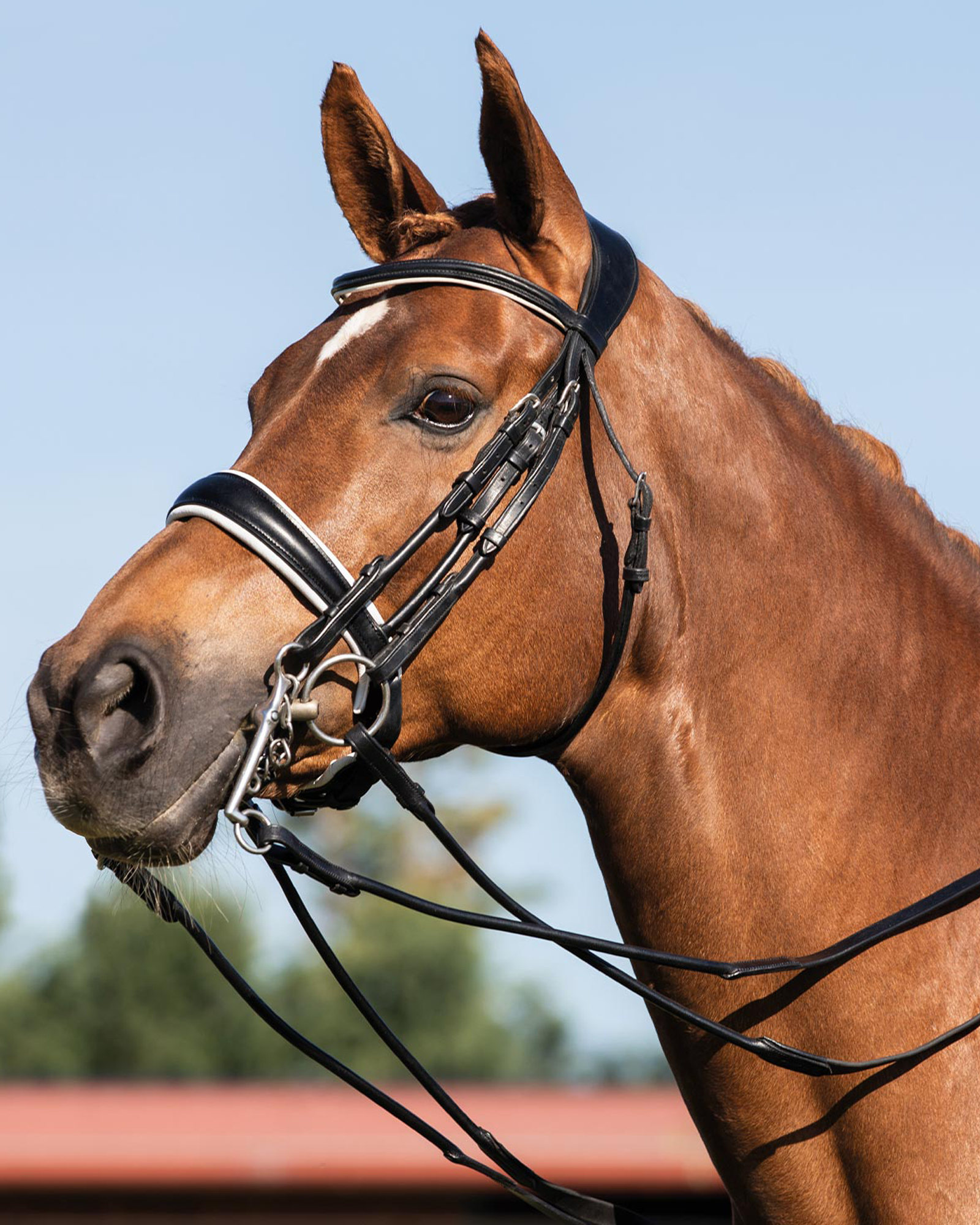 Briglia per Cavallo, Briglia Professionale Senza Morso per Cavallo Briglia per Cavallo Redini per Capezza per Cavallo, Taglia Medio