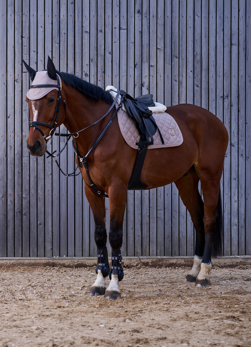 Cavallo fw26